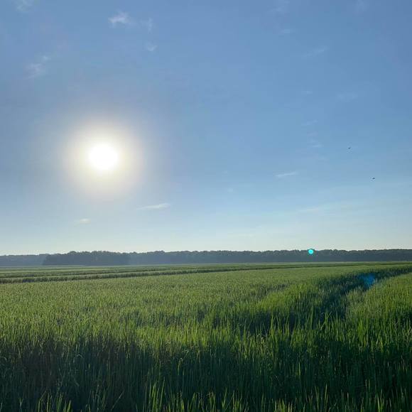 Meet your Posher, Brady - Picture 1 of 1